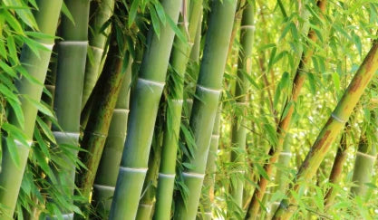 Spiedini stuzzicadenti da cocktail lunghi in bambù di alta qualità da 100 pezzi, adatti per antipasti, spiedini di frutta, panini, bevande, hamburger